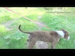 Bestiality Video: Man and Dog