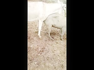 Rencontre bestiale: femme et cheval