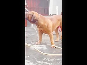 Scène de bestialité intense avec un homme et son chien