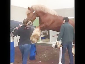 Bestiality with a stallion: a unique experience