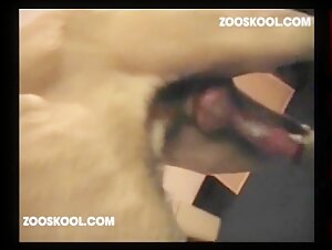 Donna sottoposta all'amore bestiale di un cane: un video scioccante di zoofilia