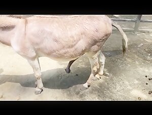 Video of zoophilia with a donkey with a giant penis