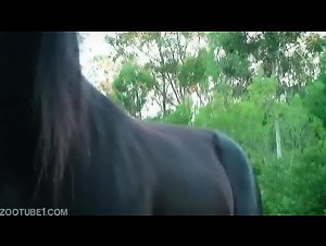 Extasis prohibido: una mujer y un caballo