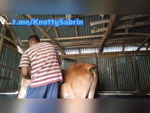 Bestiality: A Man Violently Anal Fucks a Cow