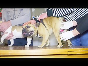 Encuentro bestial: una mujer y su perro