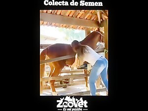 Veterinario e cavallo: un incontro inaspettato