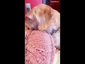 El perro de la bestialidad: Placer extremo con un perro