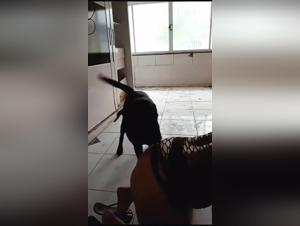 Wild Fuck: Brasileirane amatoriale e il suo cane