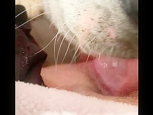 Dog licking hairy pussy - Zoophilia video