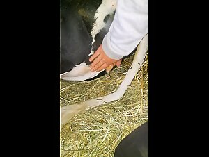 Bestiality sex video with a cow: Little Love Day