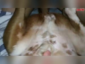 Gay orgies and wild dogs: extreme sensuality