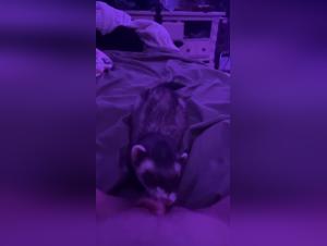 ネコの強迫観念：キスを禁止し、動物を手放しました