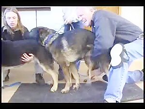 Collection of sex videos with a GSD