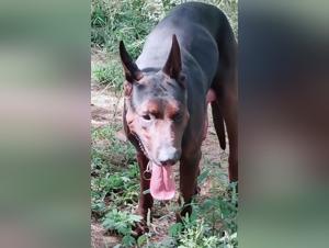 巨大な雄鶏と犬、生の楽しみ
