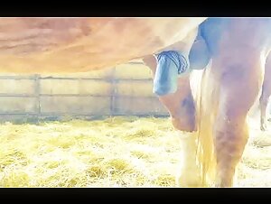 Video de bestialidad con un caballo excitado