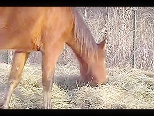 Rencontre bestiale: Homme et jument