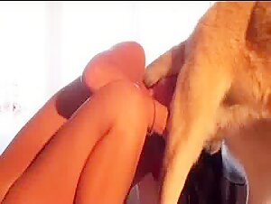 Video de sexo con perros: una experiencia intensa y excitante