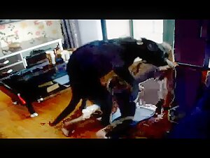 Video di bestialita: una donna e il suo cane - Sesso estremo