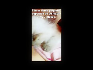 Vidéo de zoophilie avec un chaton