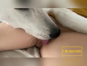 Zoophilia hardcore: delicias caninas indomables