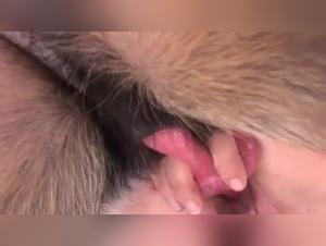 la folie bestiale :  délices zoophile sans limites