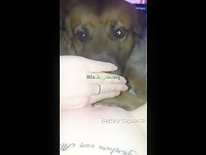 Bestiality sex scene with a dog