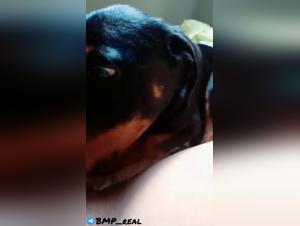 Zoophilie Indomptable: Un Chien enragé