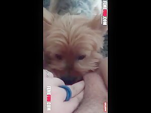 Intense scene of zoophilia with a neighboring dog