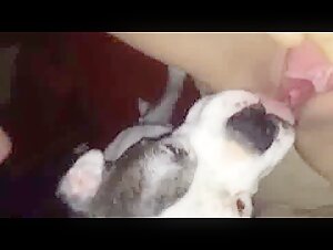 Sex video with a dog: an intense bestial experience