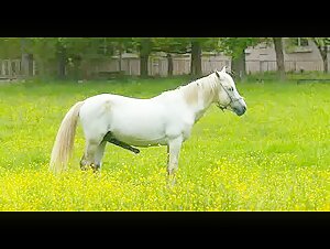 Excited horse in the meadow - Zoophilia video