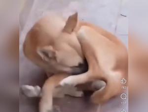 Orgie Fétichiste: Chien Et Gorge