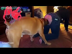 Dog sex video