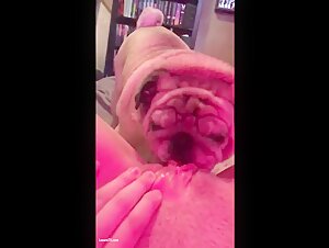 Bestiality sex video: dog licks deep