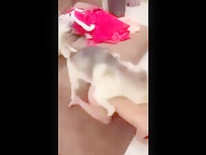 Woman subjected to a dog: a shocking bestiality video