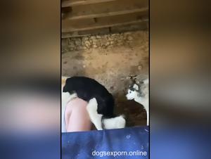 Canine Submission, omattlig lust