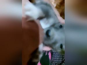 Puppy 44: Allaitement et Débauche Canin