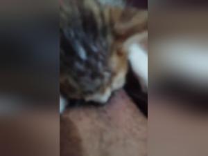 Feline dominans og primaerinstinkt