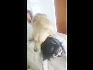 Videos extremos de zoofilia