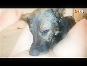 Zoophilia video: dog subjected to extreme domination