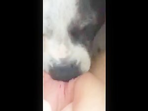 Vidéo de sexe avec un chien : une jeune femme et son chien dans une scène hard