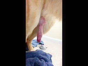 Bestial encounter with a dog with a giant cock