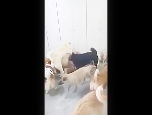 Pack of Sex Starved Dogs - Extreme Bestiality