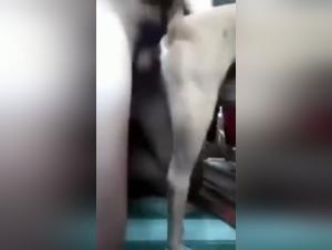 Brutal Zoophilia: Angry Dog