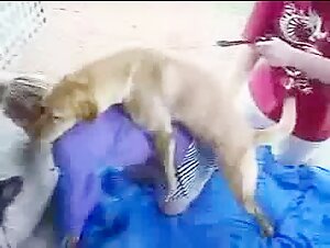 Angela in un'iniziazione al sesso duro con un cane