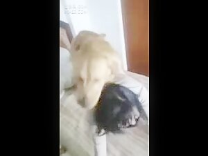 Banned video: Bestiality sex with a dog