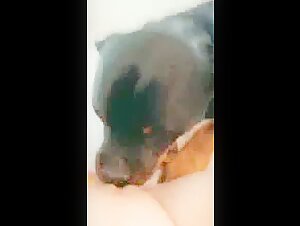 Sex video with a dog: a beastly experience