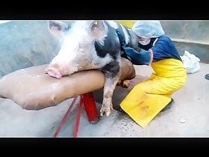 Bestiality-Video: ein einzigartiges sexuelles Erlebnis