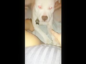 Woman subjected to a dog in an intense zoophilia video