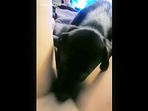 Bestialitat: eine Frau und ihr Hund in einem schockierenden Video