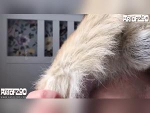 Melicias de animales: multitud y delicias profundas